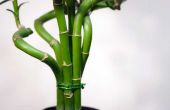Hoe de zorg voor bamboe Plant