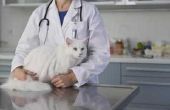 Antibiotica voor infecties van de bovenste luchtwegen bij katten