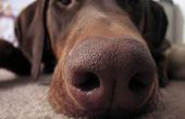 Klinische symptomen van Canine infectie van de bovenste luchtwegen