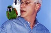 Kan een Valkparkiet leven met een Meyers papegaai?