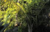 Zorg voor een majestueuze Palm Plant