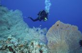 Marine biologie scholen in Florida