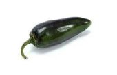 How to Save Jalapeno peper zaden