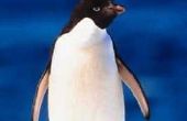 Hoe maak je een Model van een pinguïn