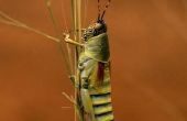 Insecten die vreemde geluiden maken