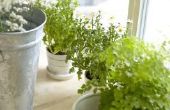 Hoe Plant een goedkope Container tuin