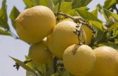 Problemen met citroenbomen