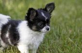 Waarom heeft mijn Chihuahua Floppy oren?