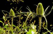 Het Effect van infrarood licht op plantengroei