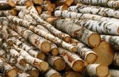 Hoe seizoen Birch brandhout