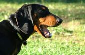 Aanwijzingen voor een Dog Fence van PetSafe draadloze