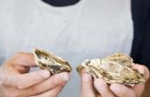 Ambachten met behulp van oesterschelpen