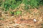 Het bepalen van de leeftijd van een Baby Cottontail konijn