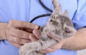 Natuurlijke behandelingen voor leverproblemen bij katten