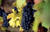 Hoe lang duurt het voor wijnstokken voor de productie van druiven?