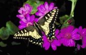 Hoe herken ik tussen een mannelijke & vrouwelijke Papilio glaucus-Butterfly