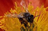 Hoe te te verlichten van een bijensteek