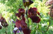 Metgezel planten voor Iris planten