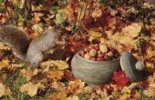 Zelfgemaakte eekhoorn Feeders voor kinderen