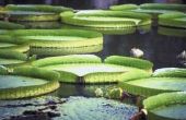 Reus Water Lily bloem feiten