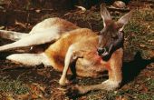 Hoe maak je een kangoeroe-masker