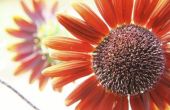 How to Grow paarse zonnebloemen