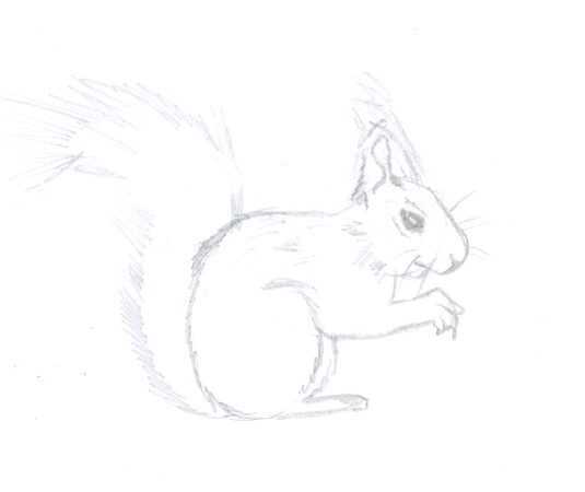 Uitgelezene Hoe teken je een eekhoorn stapsgewijze - wikisailor.com YV-71